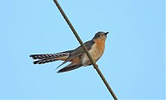 Fan-tailed Cuckoo